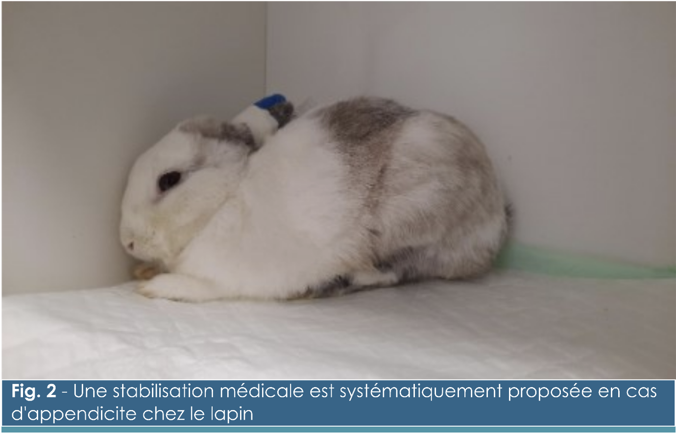 Stabilisation- Appendicite chez un lapin