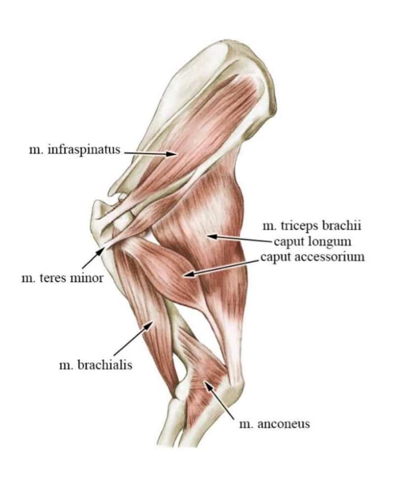 Figure 5 : Origine du muscle infraépineux est en région dorso-caudale du scapula, caudalement à l’épine scapulaire, son insertion est sur la face latérale du tubercule majeur de l'humérus.