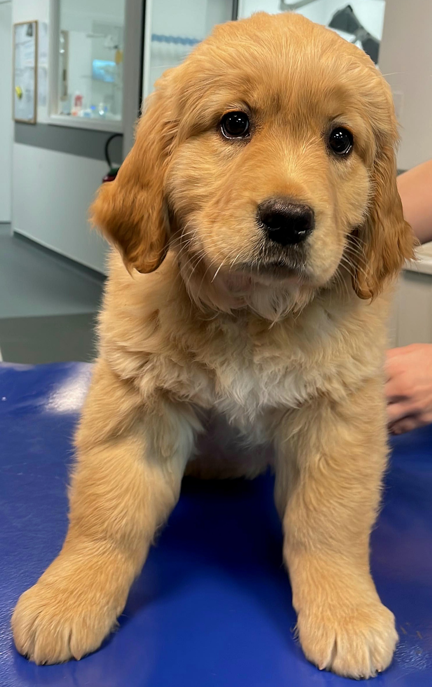 golden retriever puppy - l’approche « Dogfriendly »